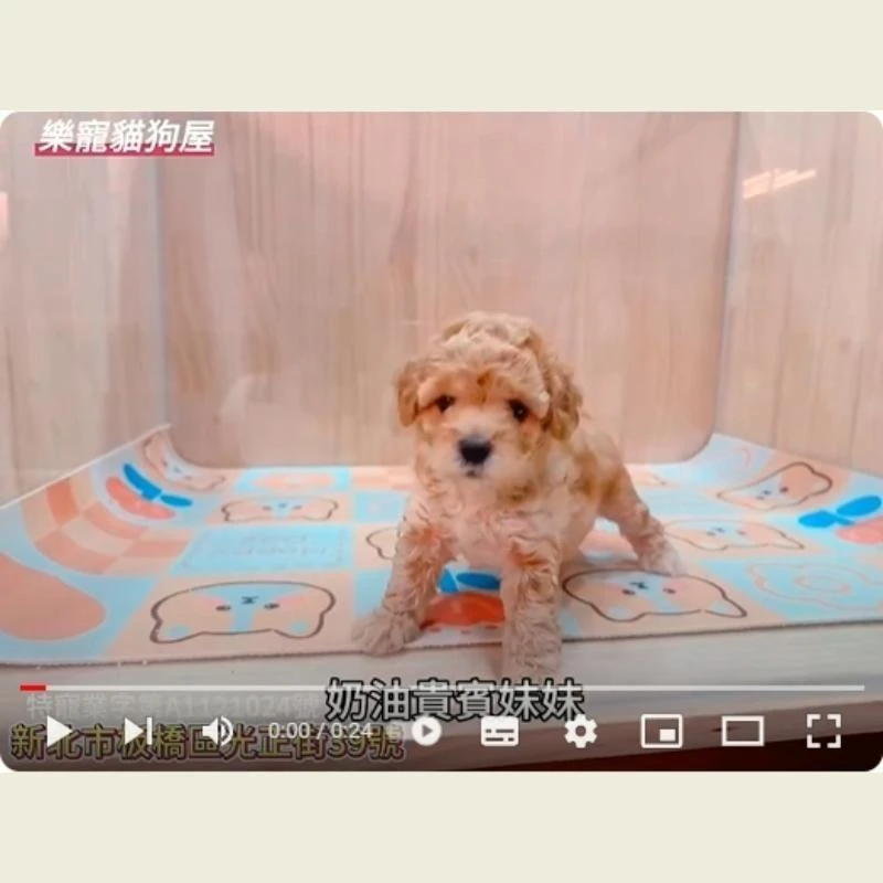 奶油貴賓妹妹,貴賓,貴賓幼犬