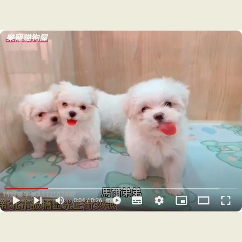 馬爾弟弟,馬爾濟斯,馬爾濟斯幼犬