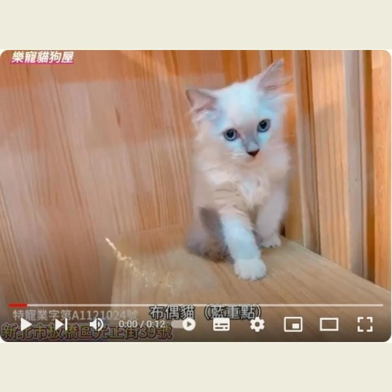 布偶貓藍重點,布偶貓幼貓