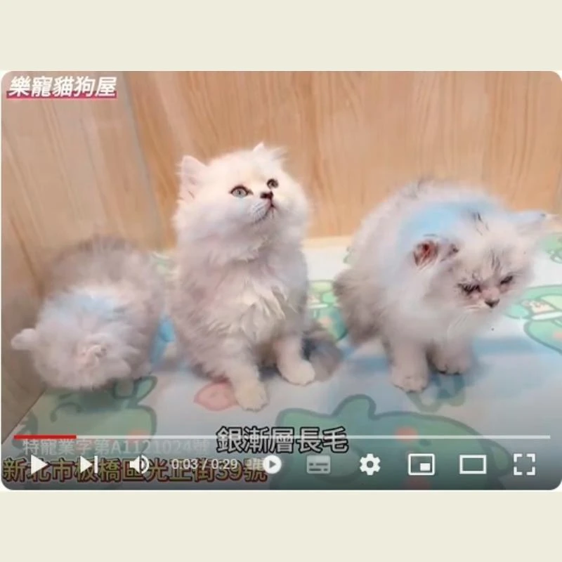 銀漸層長毛,長毛貓,長毛貓幼貓