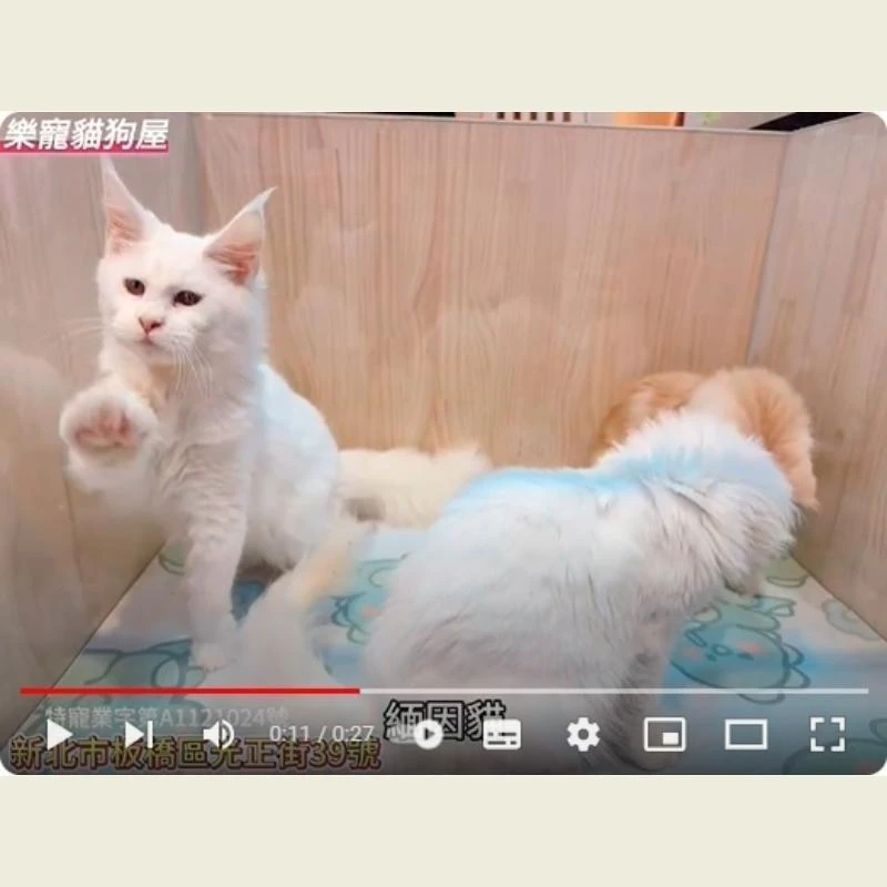 緬因貓,緬因貓幼貓