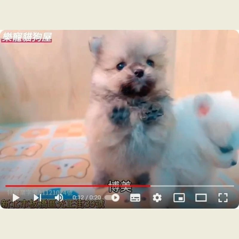 博美,博美幼犬