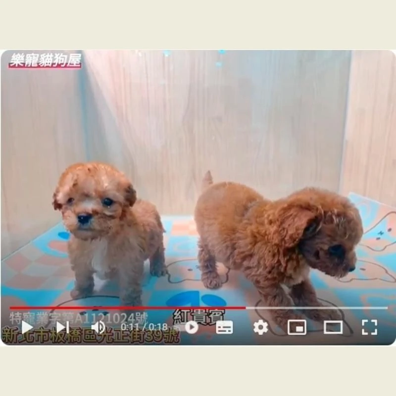 紅貴賓,貴賓,貴賓幼犬