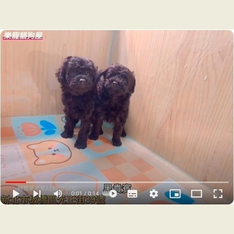 黑貴賓,貴賓,貴賓幼犬