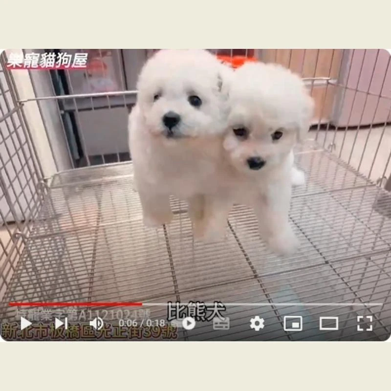 比熊犬,比熊犬幼犬