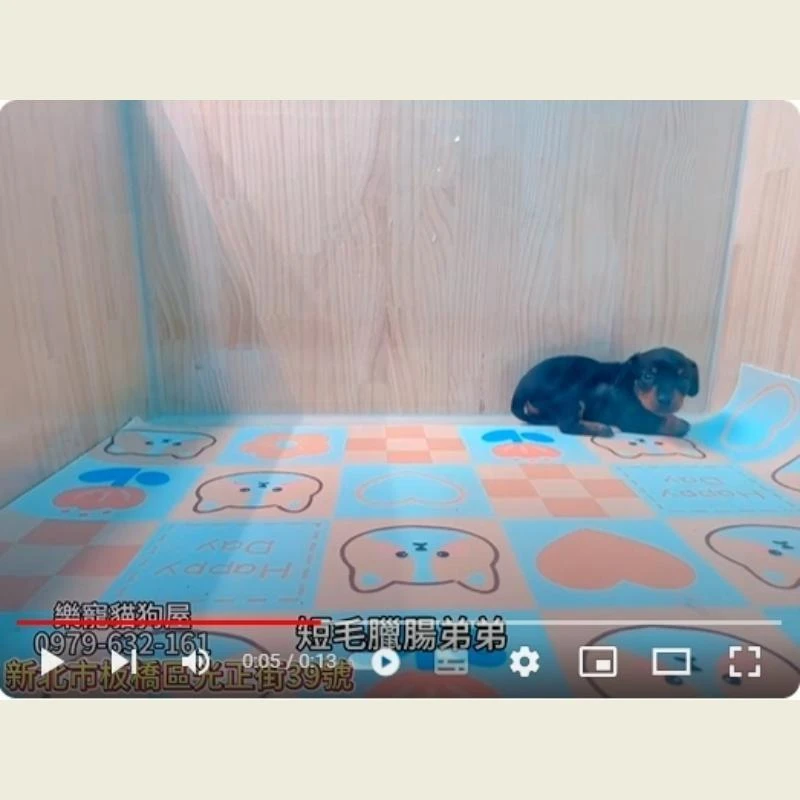 短毛臘腸弟弟,臘腸犬,臘腸犬幼犬