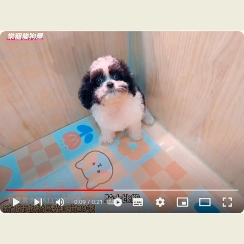騎士比熊,比熊,比熊幼犬