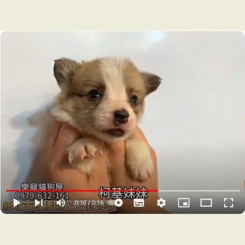柯基妹妹,柯基,柯基幼犬