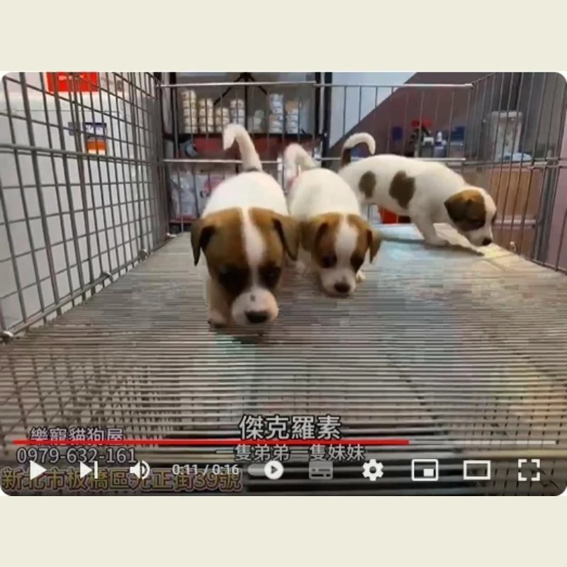 傑克羅素