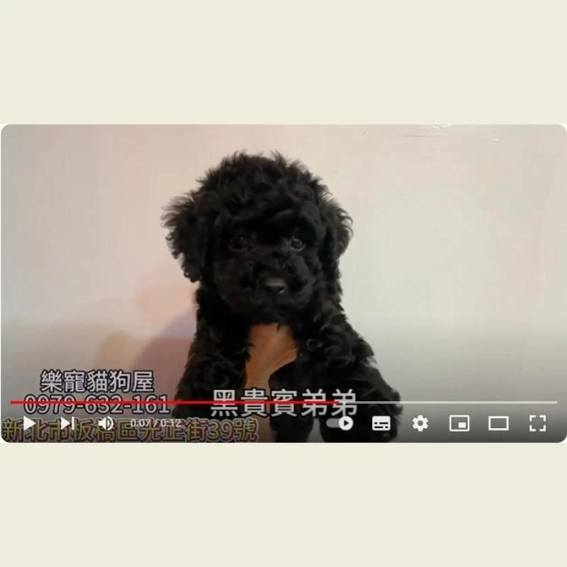黑貴賓弟弟,貴賓,貴賓幼犬