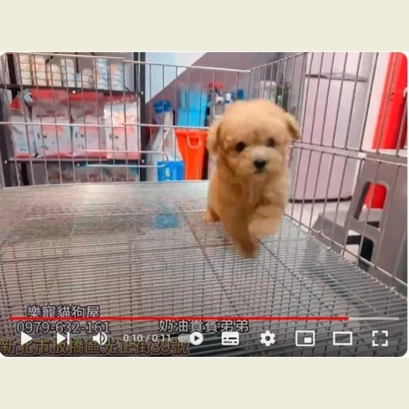 奶油貴賓弟弟,貴賓,貴賓幼犬