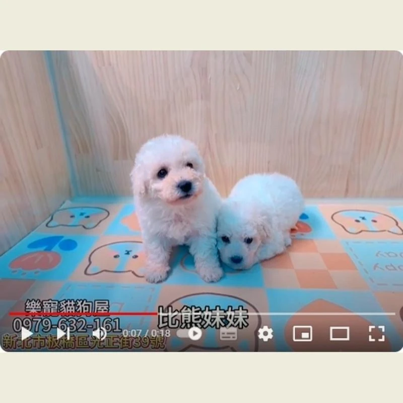 比熊妹妹,比熊,比熊幼犬
