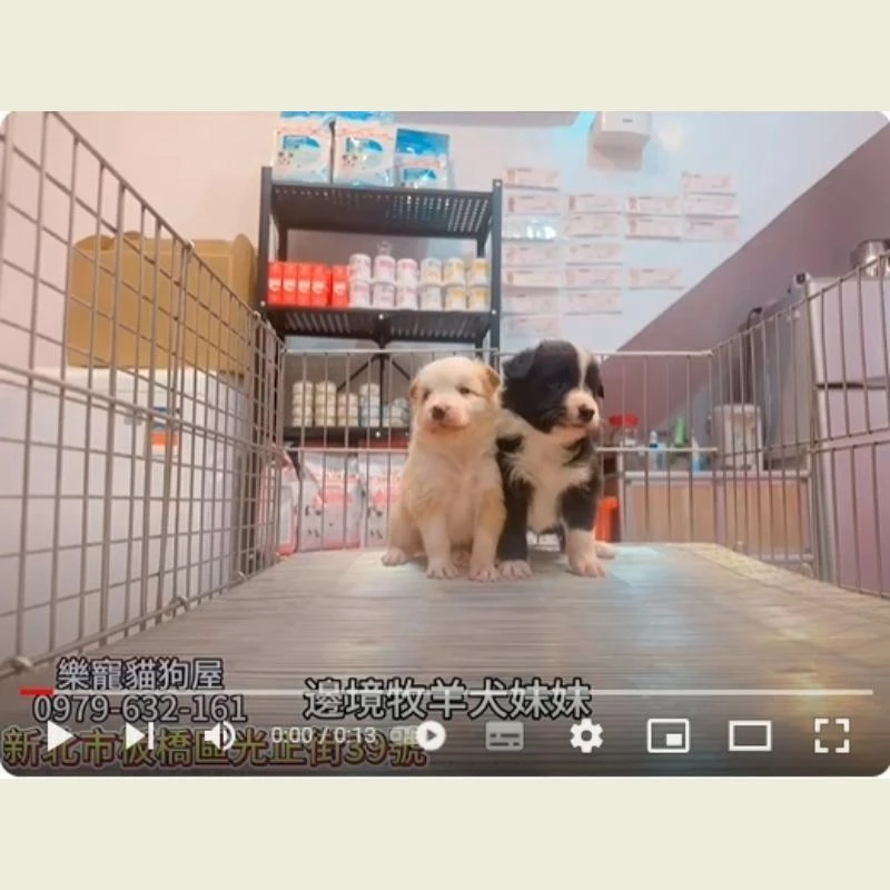 邊境牧羊犬妹妹,牧羊犬,牧羊犬幼犬