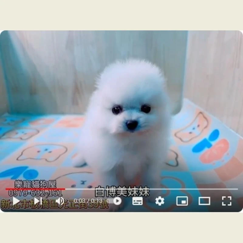 白博美妹妹,博美,博美幼犬