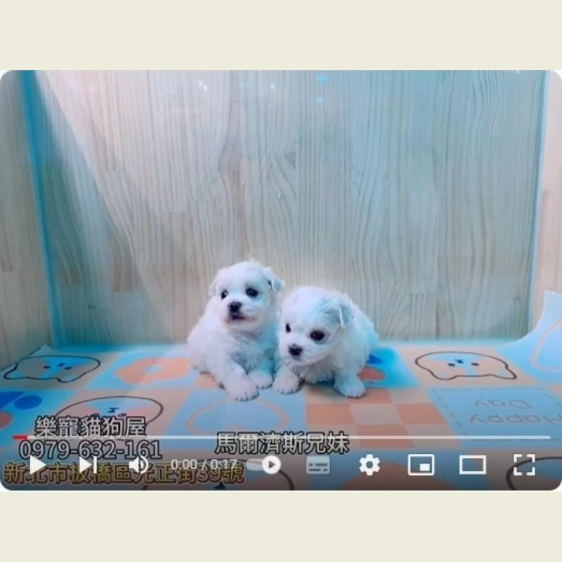馬爾濟斯兄妹,馬爾濟斯,馬爾濟斯幼犬