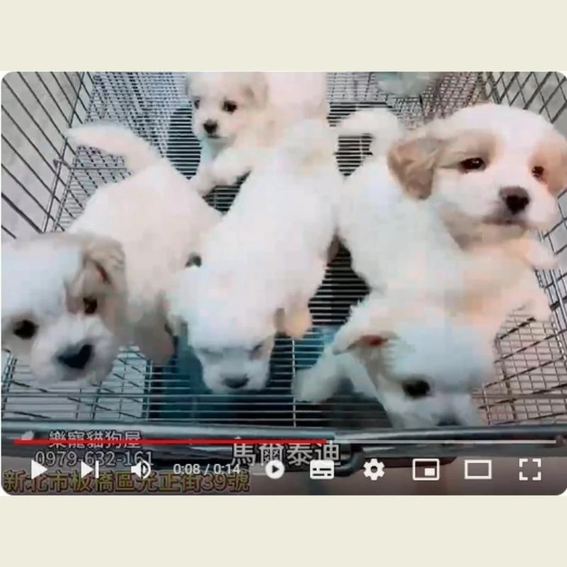 馬爾泰迪,馬爾濟斯,馬爾濟斯幼犬