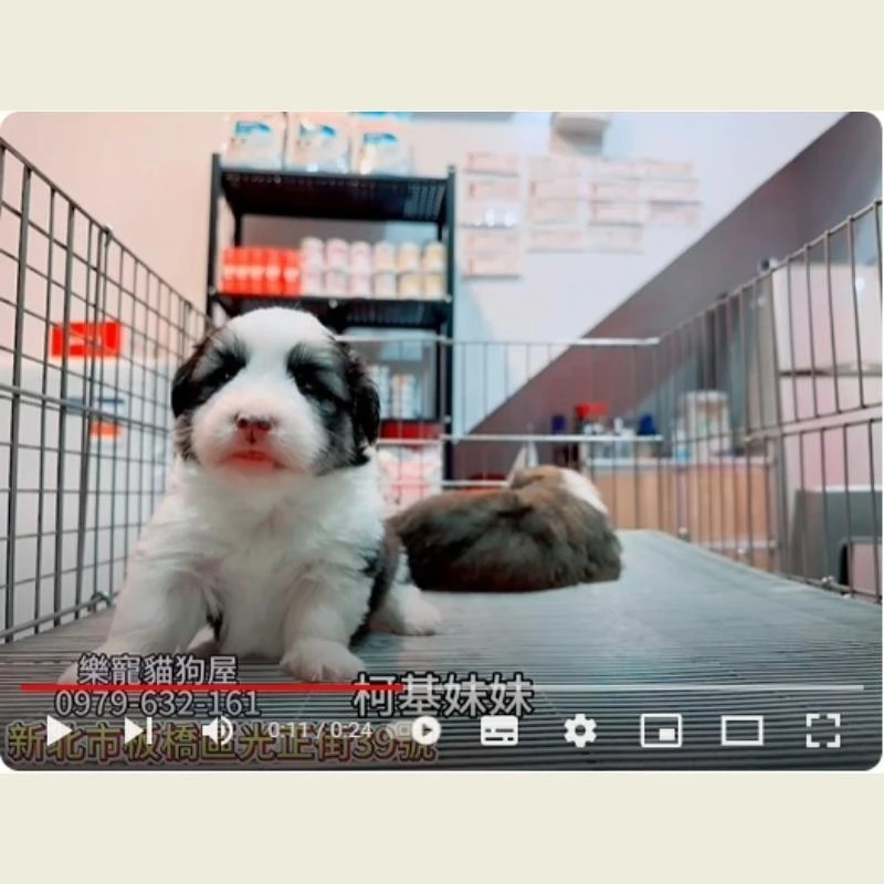 柯基妹妹,柯基,柯基幼犬