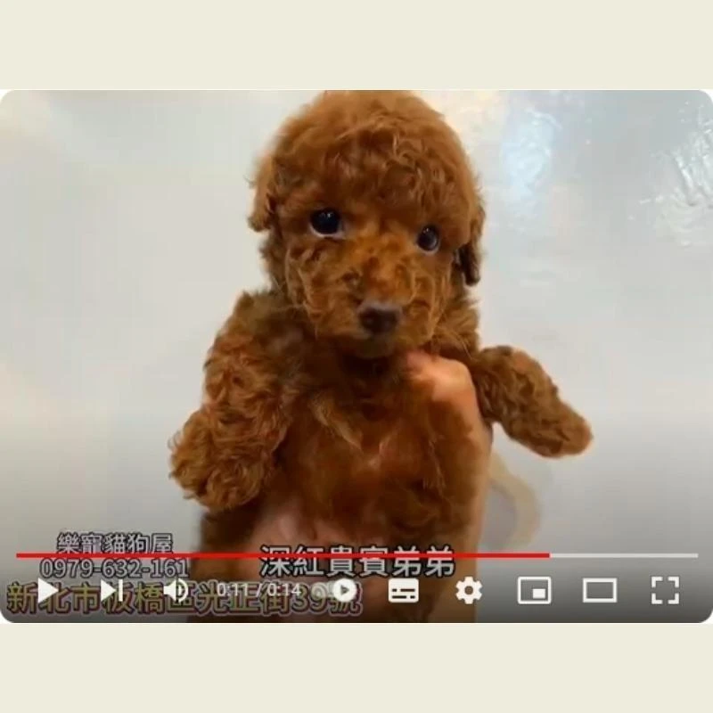 深紅貴賓弟弟,貴賓,貴賓幼犬