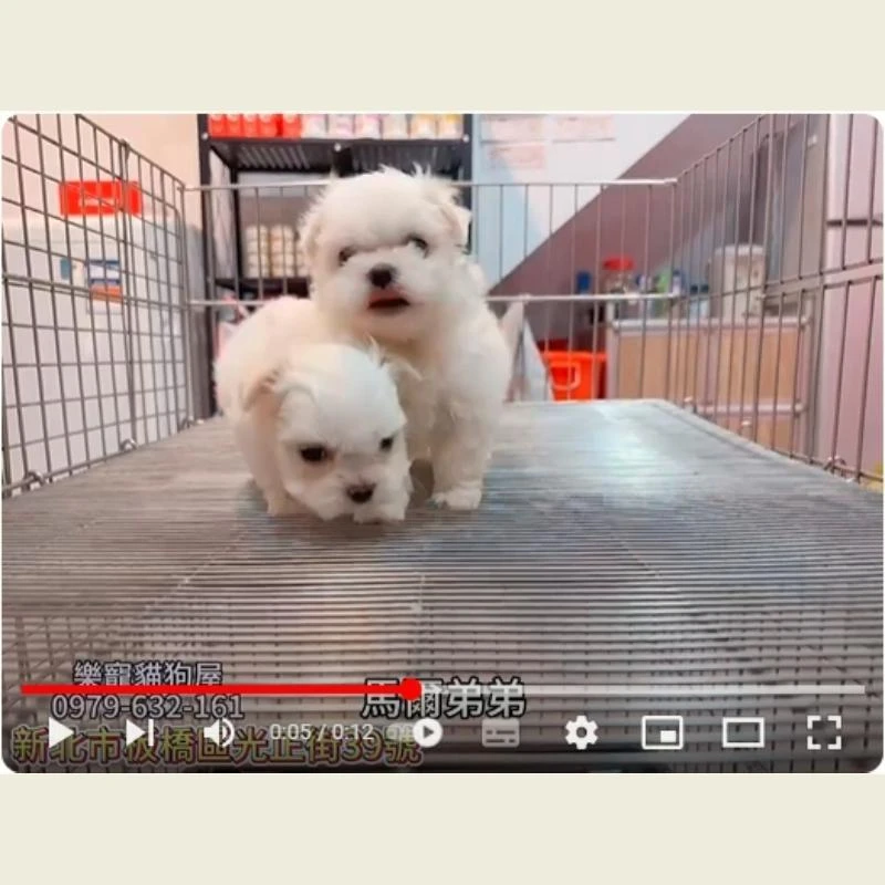 馬爾弟弟,馬爾濟斯,馬爾濟斯幼犬