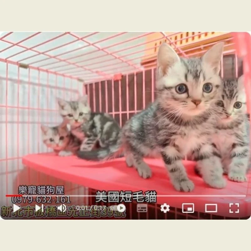 美國短毛貓,美短,美短幼貓