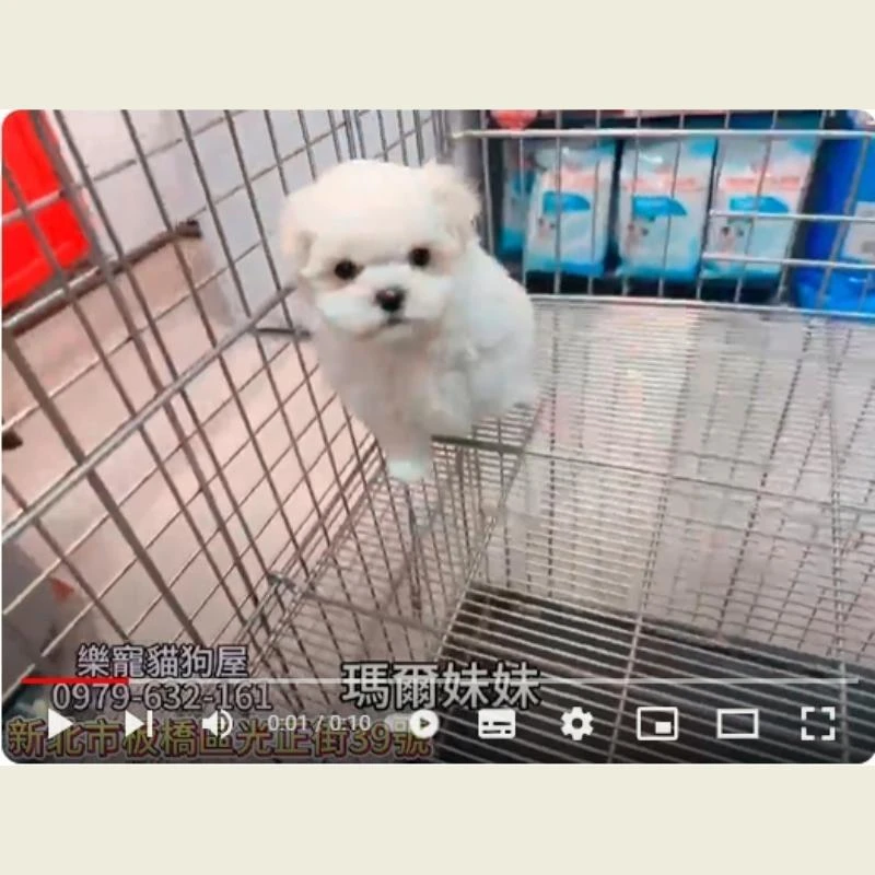 馬爾妹妹,馬爾濟斯,馬爾濟斯幼犬