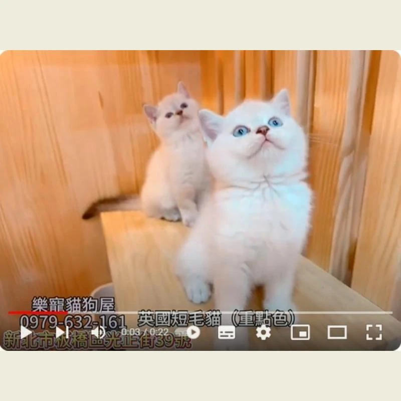 英國短毛貓重點色,英短,英短幼貓