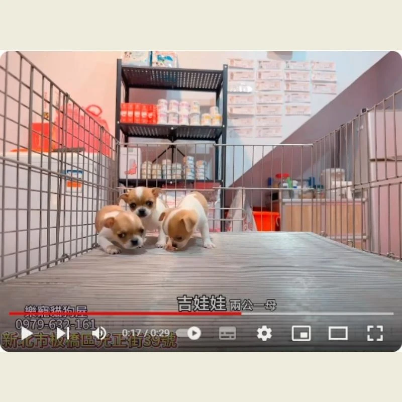 吉娃娃兩公一母,吉娃娃幼犬