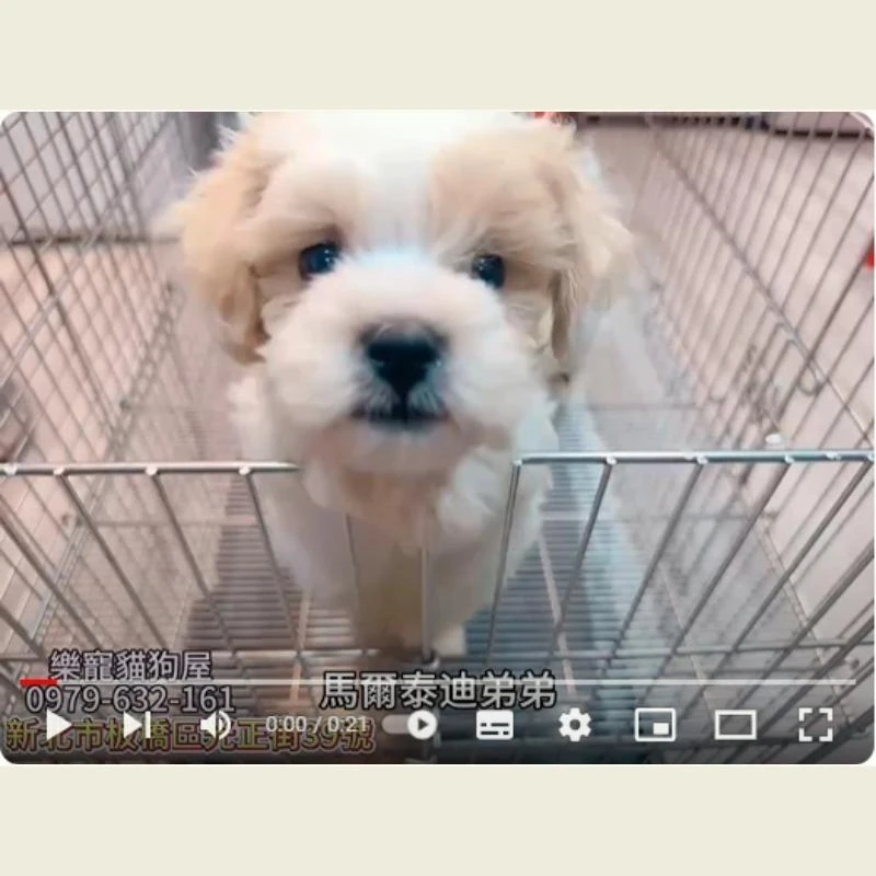 馬爾泰迪弟弟.馬爾濟斯,馬爾濟斯幼犬