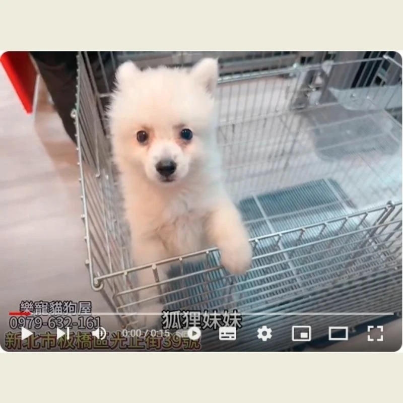 狐狸妹妹,狐狸犬,狐狸犬幼犬