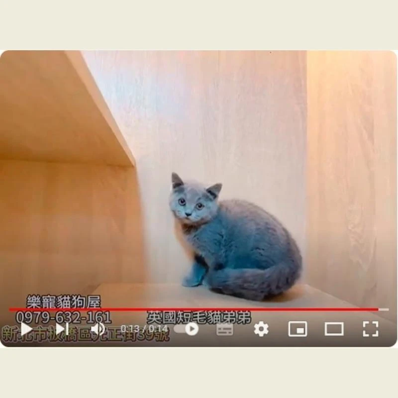 英國短毛貓弟弟,英短,英短幼貓