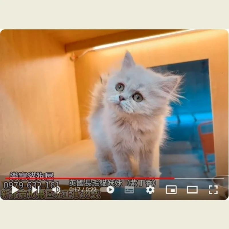 英國長毛貓妹妹紫丁香,英長,英長幼貓