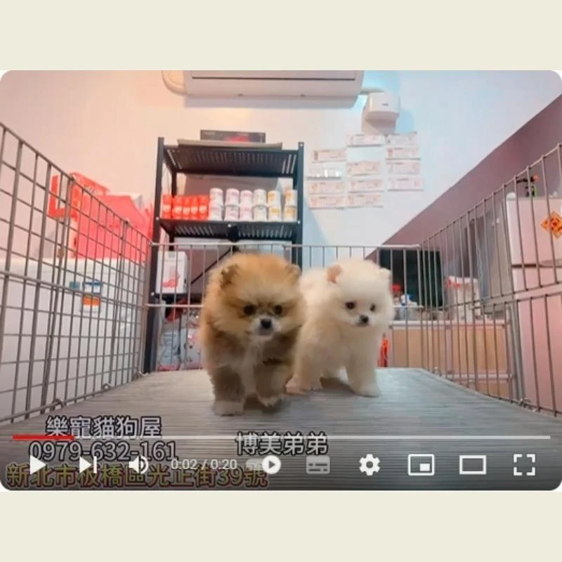 博美弟弟,博美,博美幼犬