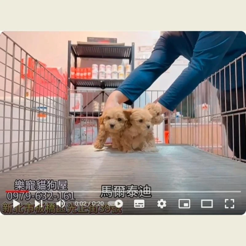 馬爾泰迪,馬爾濟斯,馬爾濟斯幼犬
