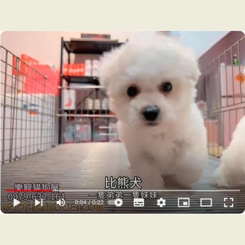 比熊犬,比熊,比熊幼犬