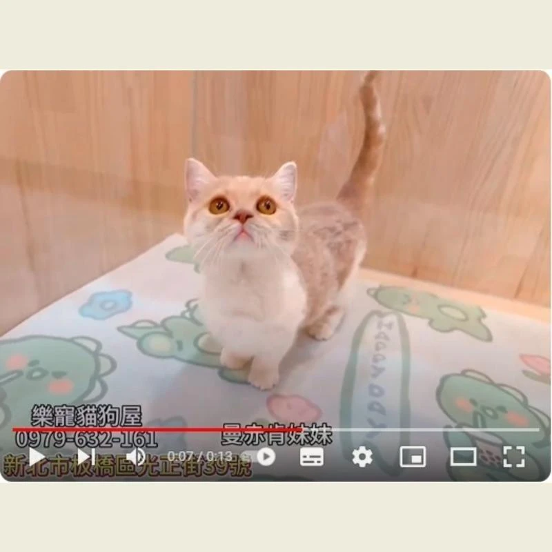 曼赤肯妹妹,曼赤肯幼貓