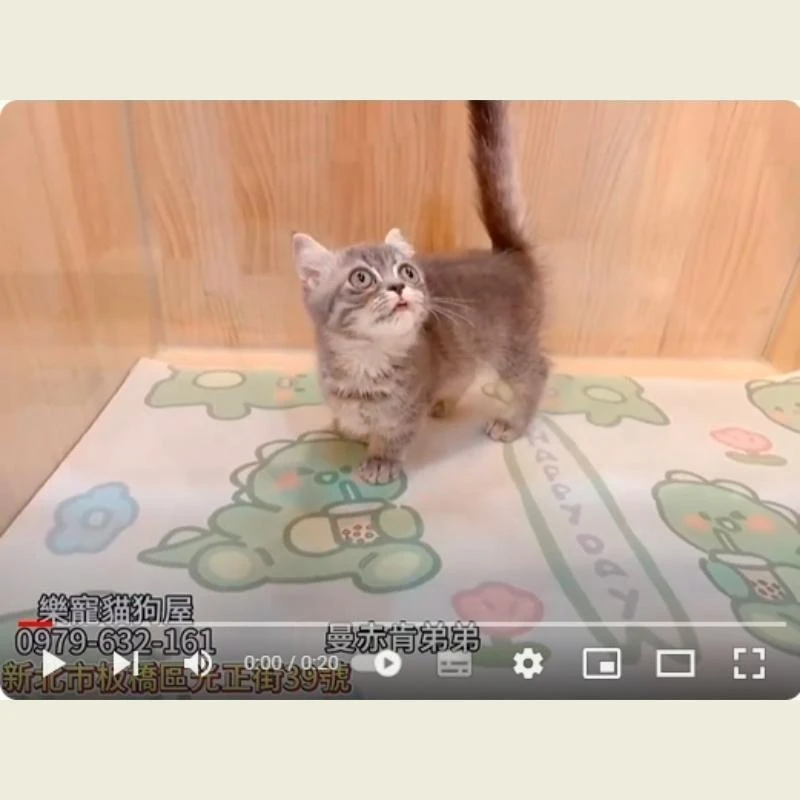 曼赤肯弟弟,曼赤肯,曼赤肯幼貓