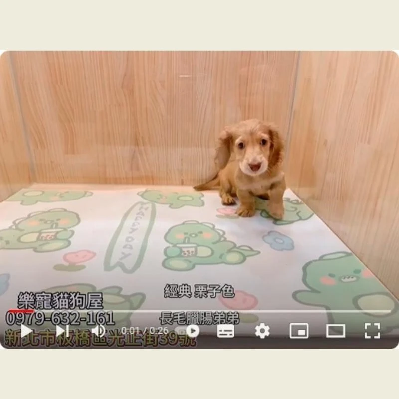 長毛臘腸弟弟,臘腸犬,臘腸犬幼犬