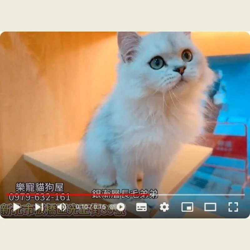 銀漸層長毛弟弟,英長,英長幼貓