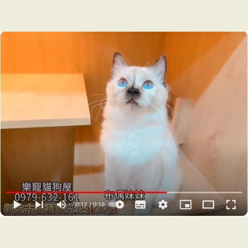 布偶妹妹,布偶貓,布偶貓幼貓