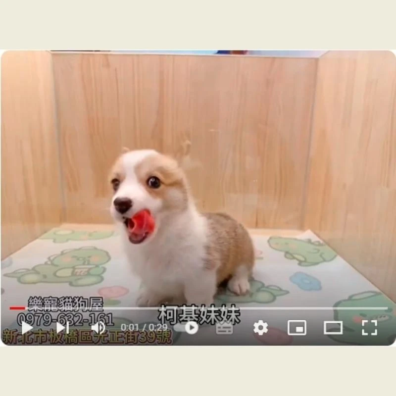 柯基妹妹,柯基,柯基幼犬