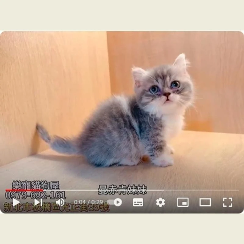 曼赤肯妹妹,曼赤肯,曼赤肯幼貓
