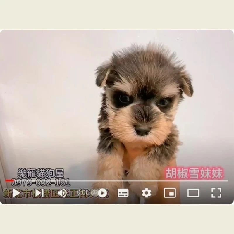 胡椒雪妹妹