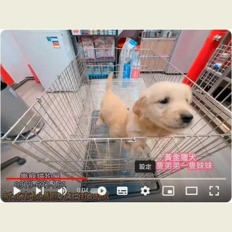 黃金獵犬弟弟妹妹,黃金獵犬,黃金獵犬幼犬