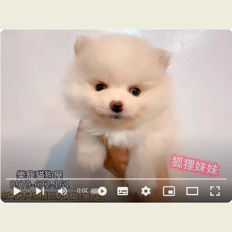 狐狸妹妹,狐狸犬,狐狸犬幼犬