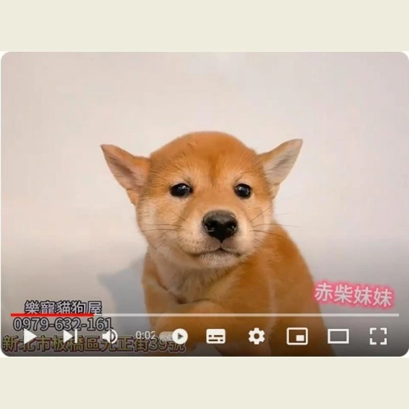 赤柴妹妹,柴犬,柴犬幼犬