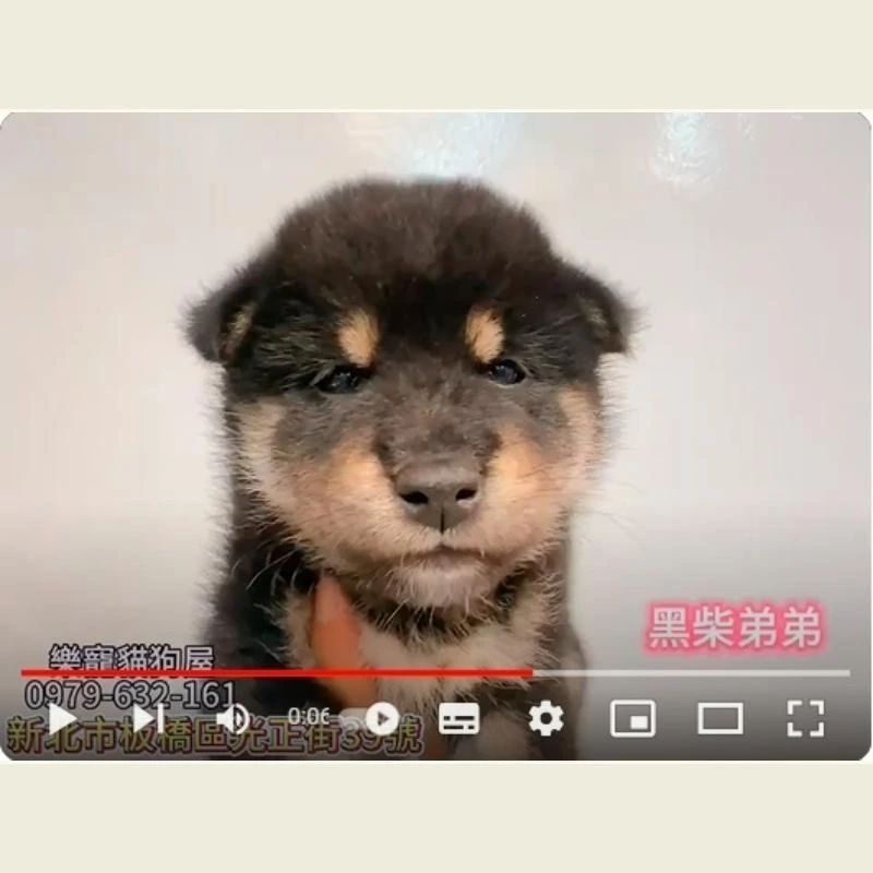 黑柴弟弟,柴犬,柴犬幼犬