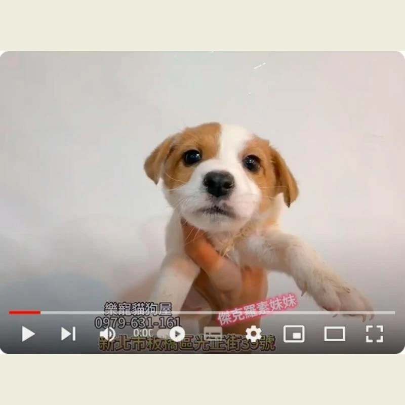 傑克羅素妹妹