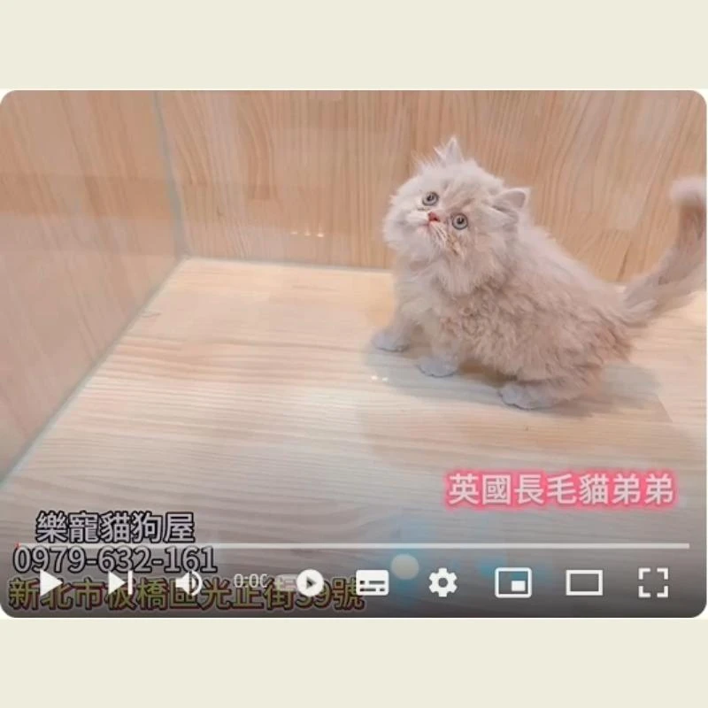 英國長毛貓弟弟,英長,英長幼貓