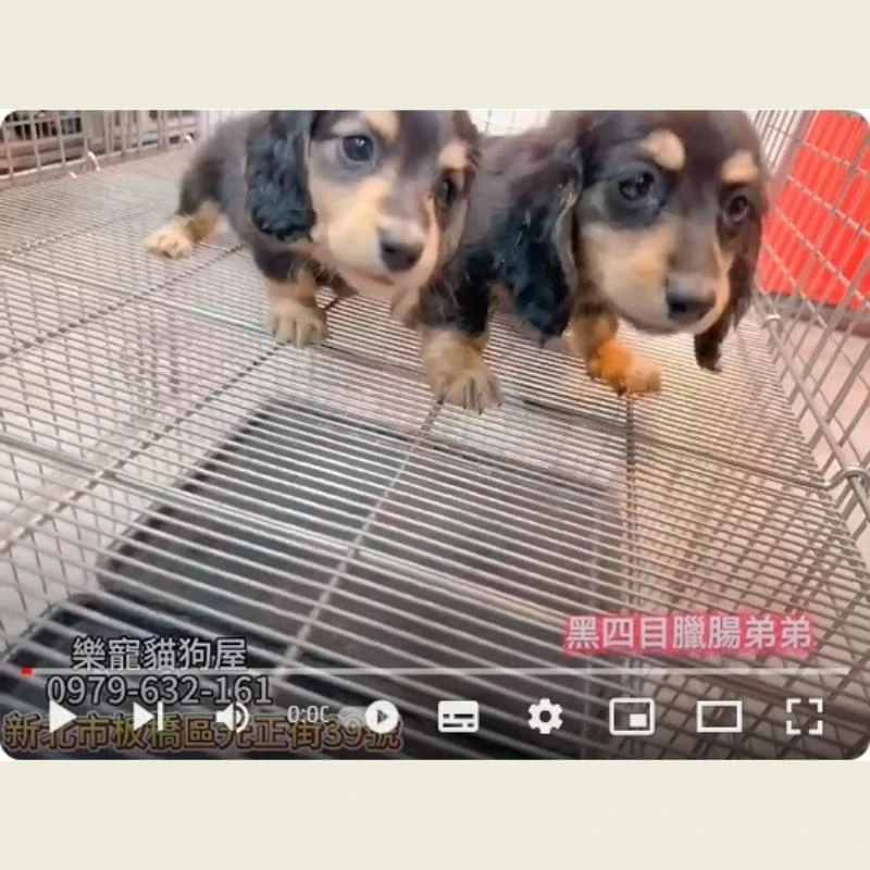 黑四目臘腸弟弟,臘腸犬,臘腸犬幼犬
