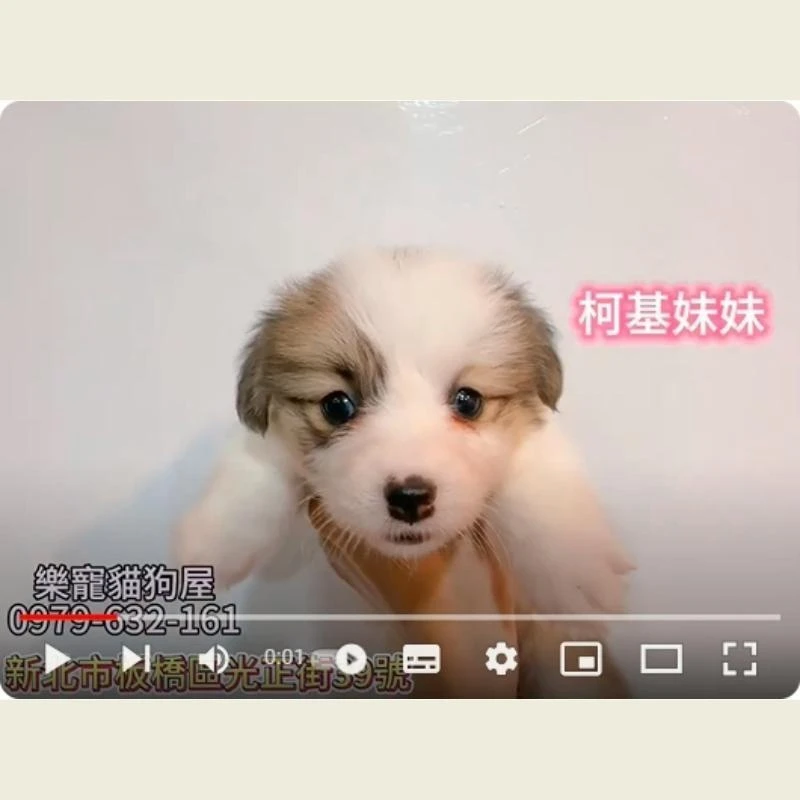 柯基妹妹,柯基犬,柯基犬幼犬